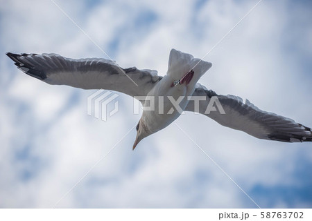 マグロの町　大間 58763702