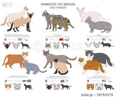 Domestic cat breeds and hybrids collection Domestic cat breeds and hybrids collection 58764579
