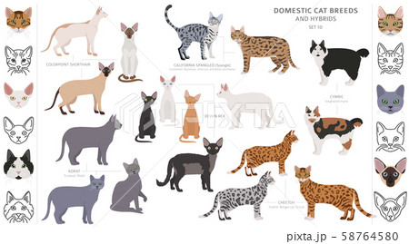 Domestic cat breeds and hybrids collection Domestic cat breeds and hybrids collection 58764580
