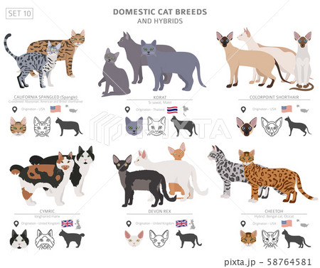 Domestic cat breeds and hybrids collection 58764581