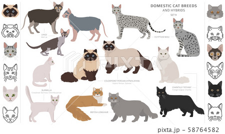 Domestic cat breeds and hybrids collection 58764582