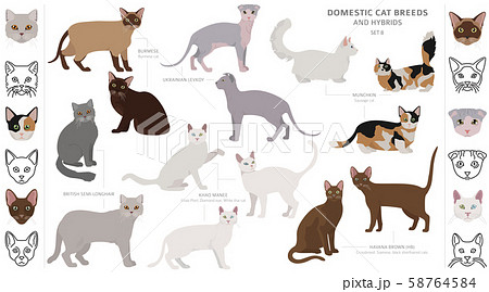 Domestic cat breeds and hybrids collection 58764584