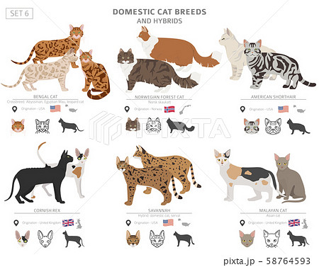 Domestic cat breeds and hybrids collection 58764593