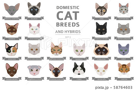 Domestic cat breeds and hybrids portraits Domestic cat breeds and hybrids portraits 58764603
