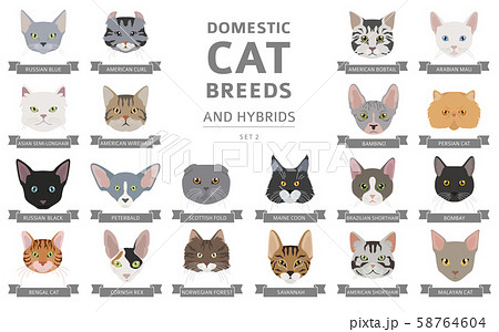 Domestic cat breeds and hybrids portraits Domestic cat breeds and hybrids portraits 58764604