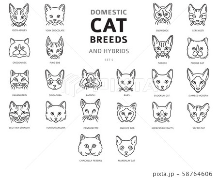 Domestic cat breeds and hybrids linear portraits 58764606