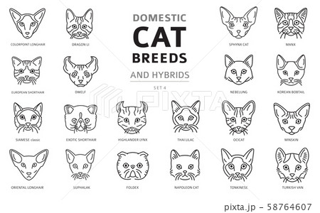Domestic cat breeds and hybrids linear portraits Domestic cat breeds and hybrids linear portraits 58764607