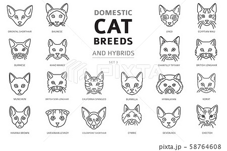 Domestic cat breeds and hybrids linear portraits Domestic cat breeds and hybrids linear portraits 58764608