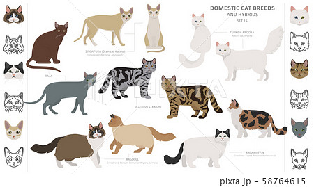 Domestic cat breeds and hybrids collection 58764615