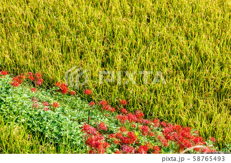 田んぼと彼岸花 58765493