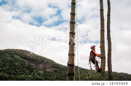Arborist man with harness cutting a tree, climbing. 58765949