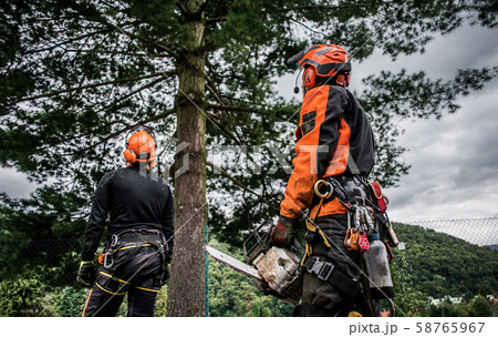 Rear view of arborist men with chainsaw cutting a tree, planning. 58765967