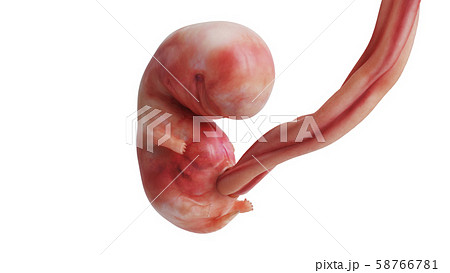 Embryo human fetus unborn anatomy Embryo human fetus unborn anatomy 58766781