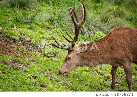 Deer on the Grass 58766871