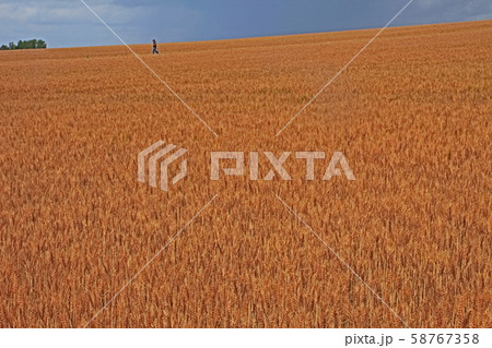 麦畑　　美瑛 58767358