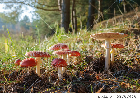 Group of red fly agaric mushrooms in forest. 58767456
