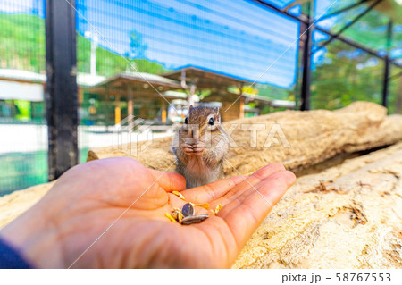 シマリス 手乗り 飛騨山野草自然庭園 【岐阜県】 シマリス 手乗り 飛騨山野草自然庭園 【岐阜県】 58767553