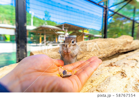 シマリス　手乗り　飛騨山野草自然庭園　【岐阜県】 58767554