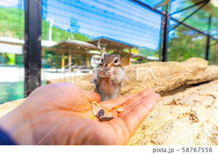 シマリス　手乗り　飛騨山野草自然庭園　【岐阜県】 58767556