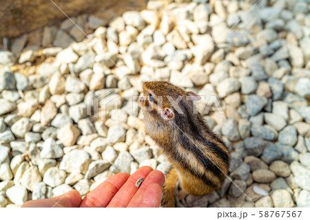 シマリス 手乗り 飛騨山野草自然庭園 【岐阜県】 シマリス 手乗り 飛騨山野草自然庭園 【岐阜県】 58767567