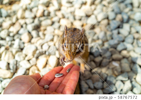 シマリス 手乗り 飛騨山野草自然庭園 【岐阜県】 シマリス 手乗り 飛騨山野草自然庭園 【岐阜県】 58767572