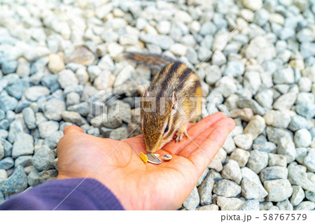 シマリス 手乗り 飛騨山野草自然庭園 【岐阜県】 シマリス 手乗り 飛騨山野草自然庭園 【岐阜県】 58767579