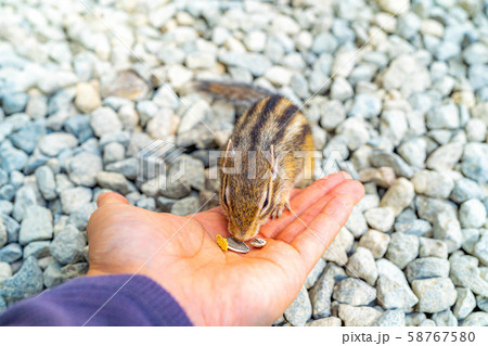 シマリス　手乗り　飛騨山野草自然庭園　【岐阜県】 58767580