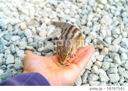 シマリス 手乗り 飛騨山野草自然庭園 【岐阜県】 シマリス 手乗り 飛騨山野草自然庭園 【岐阜県】 58767581