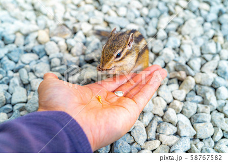 シマリス 手乗り 飛騨山野草自然庭園 【岐阜県】 シマリス 手乗り 飛騨山野草自然庭園 【岐阜県】 58767582