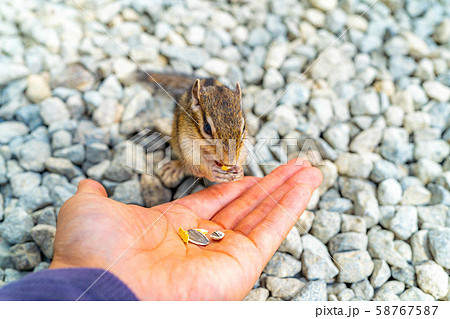シマリス　手乗り　飛騨山野草自然庭園　【岐阜県】 58767587