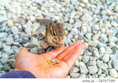 シマリス　手乗り　飛騨山野草自然庭園　【岐阜県】 58767588