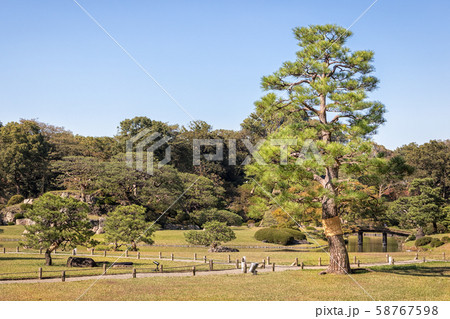 Big Old Pine Tree at Rikugien Garden in Tokyo, Japan Big Old Pine Tree at Rikugien Garden in Tokyo, Japan 58767598