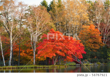 清水公園の紅葉 清水公園の紅葉 58767921
