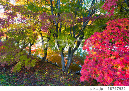 清水公園の紅葉 清水公園の紅葉 58767922