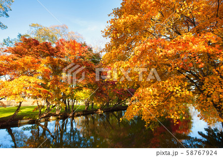 清水公園の紅葉 清水公園の紅葉 58767924