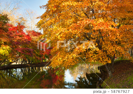 清水公園の紅葉 58767927