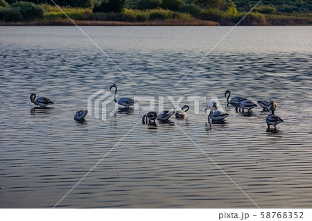 Flamingos resting on Lake Korission, Corfu 58768352