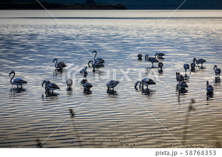 Flamingos resting on Lake Korission, Corfu 58768353