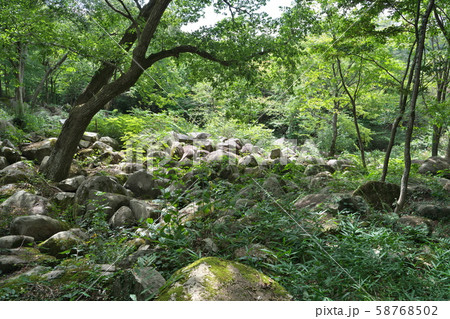 《広島県》久井の岩海 58768502