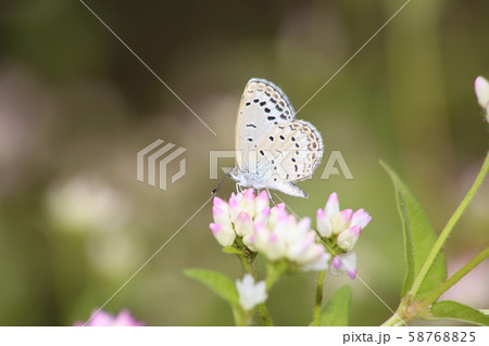 ヤマトシジミとミゾソバ ヤマトシジミとミゾソバ 58768825