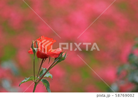 薔薇 プリンスセミチコ 薔薇 プリンスセミチコ 58769002