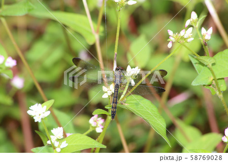 マユタテアカネ♀ 58769028