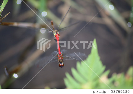 マユタテアカネ産卵 58769186