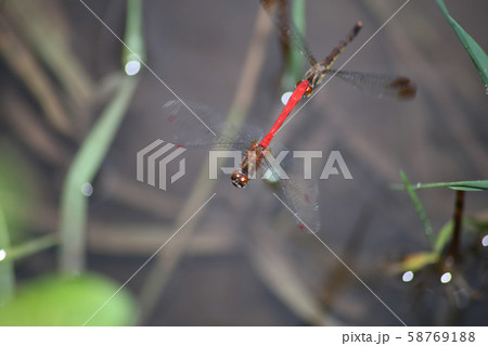 マユタテアカネ産卵 58769188