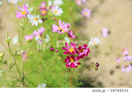 コスモスの花 シーシェル コスモスの花 シーシェル 58769241