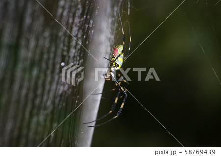 ジョロウグモ ジョロウグモ 58769439