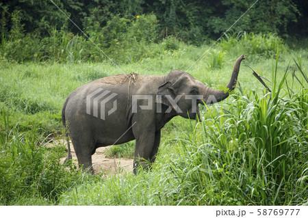 Thai Elephant in jungle Thai Elephant in jungle 58769777