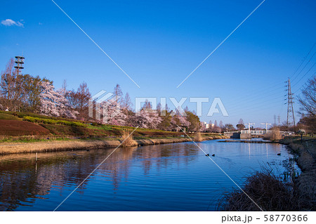 桜の季節　大宮花の丘農林公苑　さいたま市 58770366