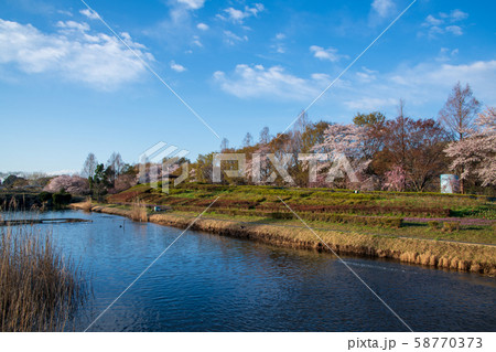 桜の季節　大宮花の丘農林公苑　さいたま市 58770373