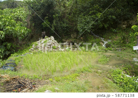 稲作発祥の地・受水走水　御穂田 58771138